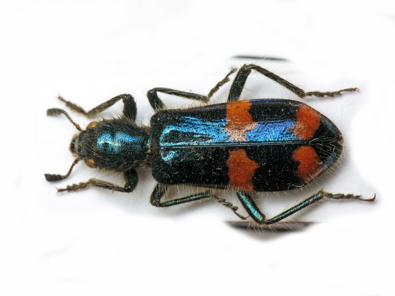 Trichodes ircutensis (Laxmann, 1770)